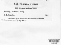 Cyathus striatus image